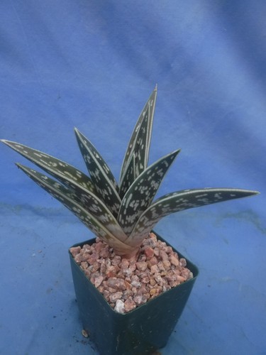 Aloe variegata one - aloe,